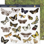 Лист двусторонней бумаги 20х20см Бабочки Herbarium Wild summer от Scrapmir 10шт